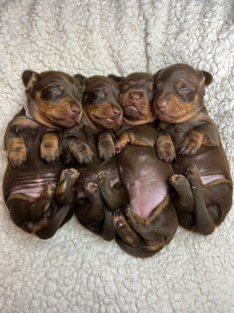 Adopt a Dachshund Puppy Today Your New Best Friend Awaits!