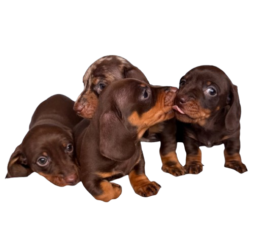 adorable mini dachshund puppies ready to go adorable mini dachshund puppies ready to go