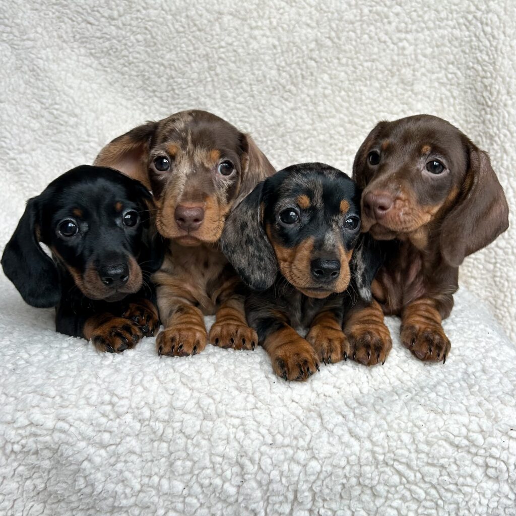 Finding Your New Best Friend: Dachshund Puppies for Adoption