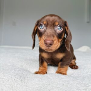dachshund puppies for sale new jersey