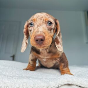 dachshund puppies for sale nyc
