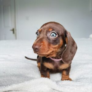 dachshund puppies for sale pennsylvania